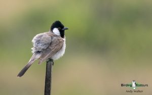 Oman birding tours