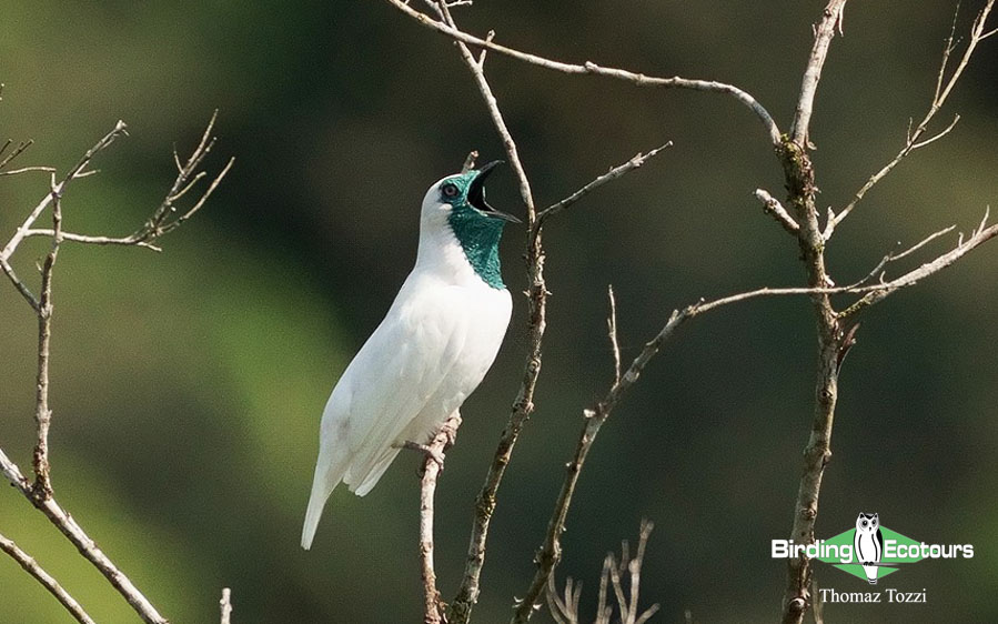 Southeast Brazil birding tours