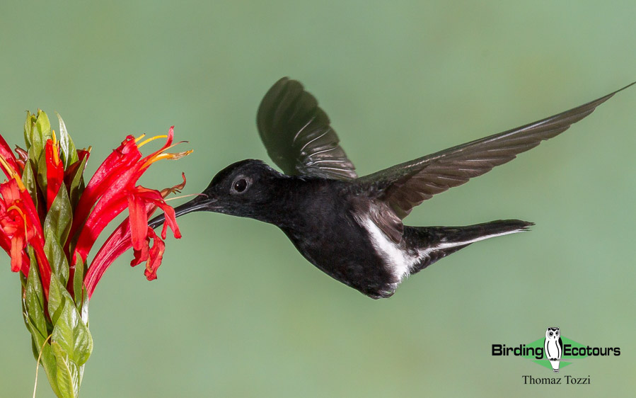 Southeast Brazil birding tours