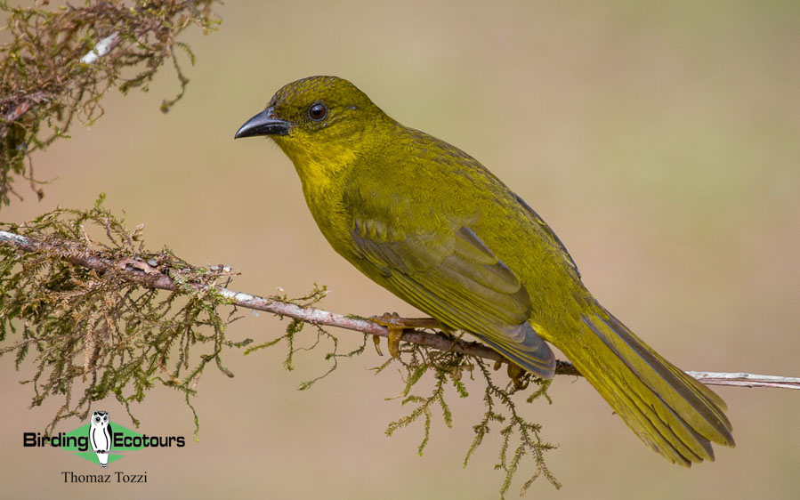 Southeast Brazil birding tours