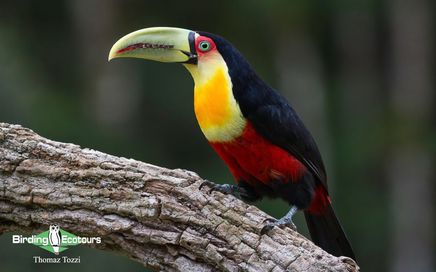 Southeast Brazil birding tours