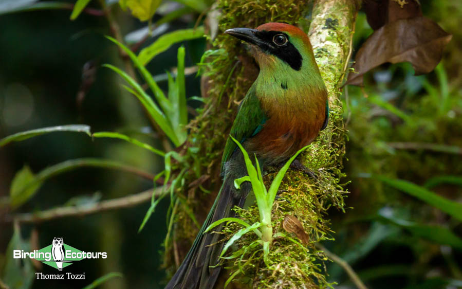 Southeast Brazil birding tours