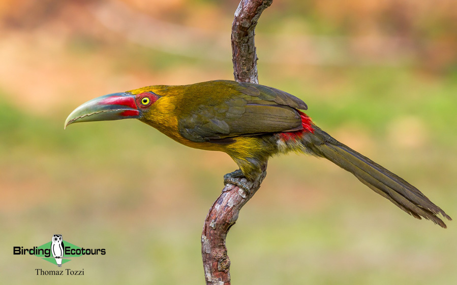 Southeast Brazil birding tours