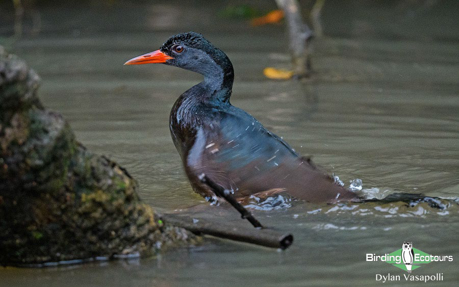 Gabon birding tours