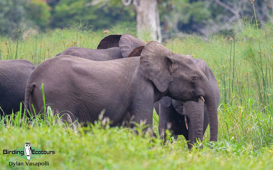 Gabon birding tours