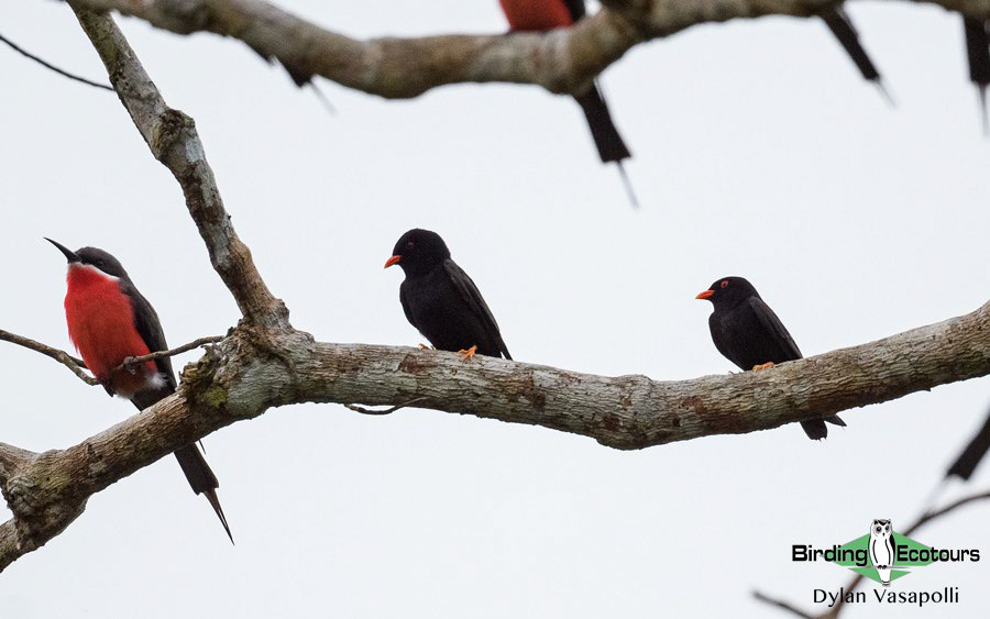 Gabon birding tours