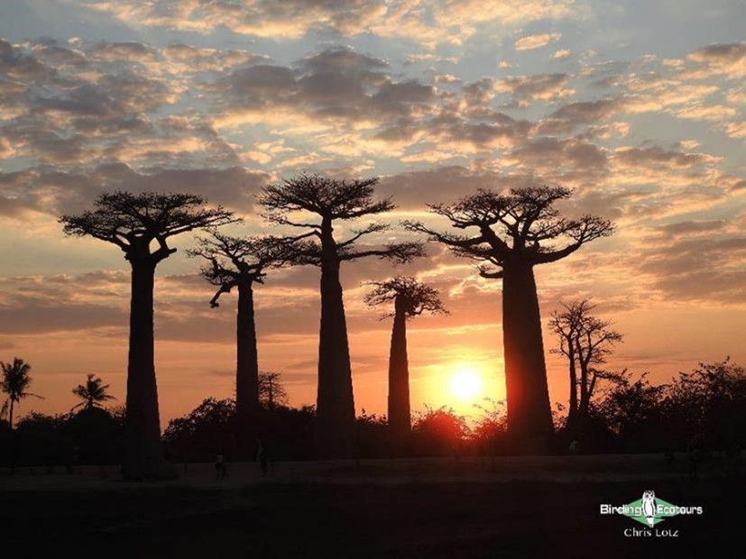 Image of Avenue of the Baobabs