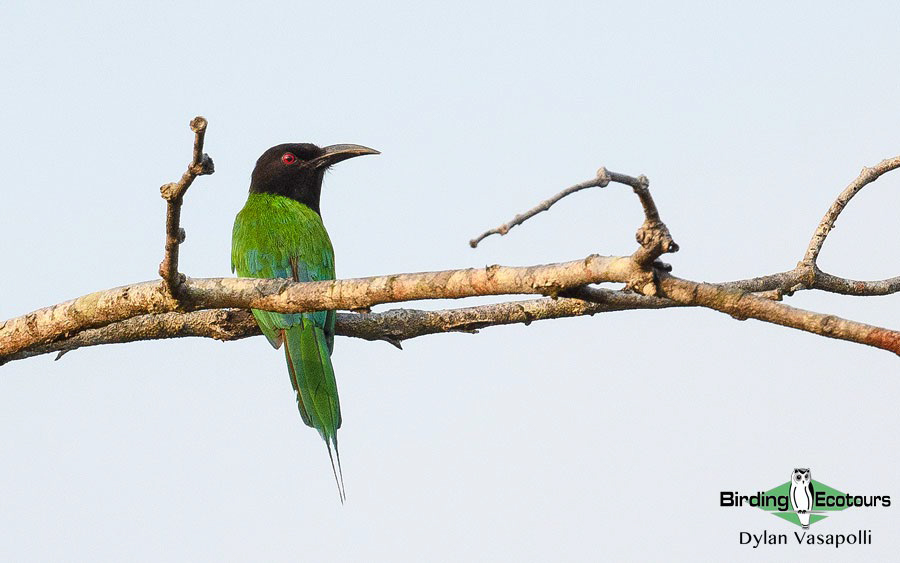 Gabon birding tours