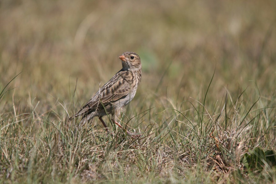 Protecting South Africa’s most threatened endemic bird