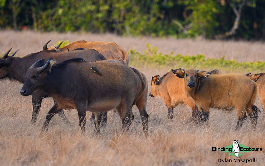 Gabon birding tours