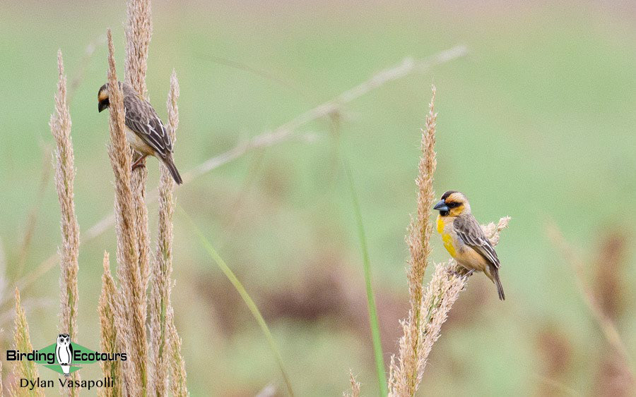 Gabon birding tours