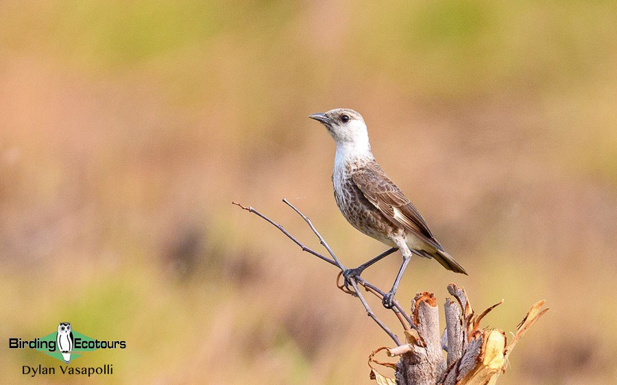 Gabon birding tours