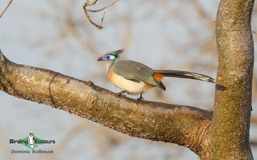 Image of Crested Coua.