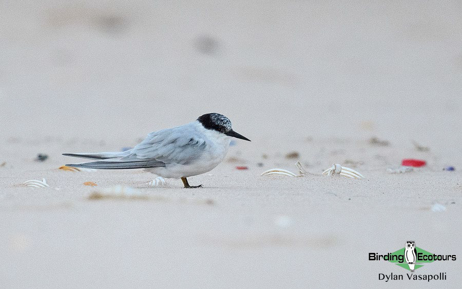 Gabon birding tours