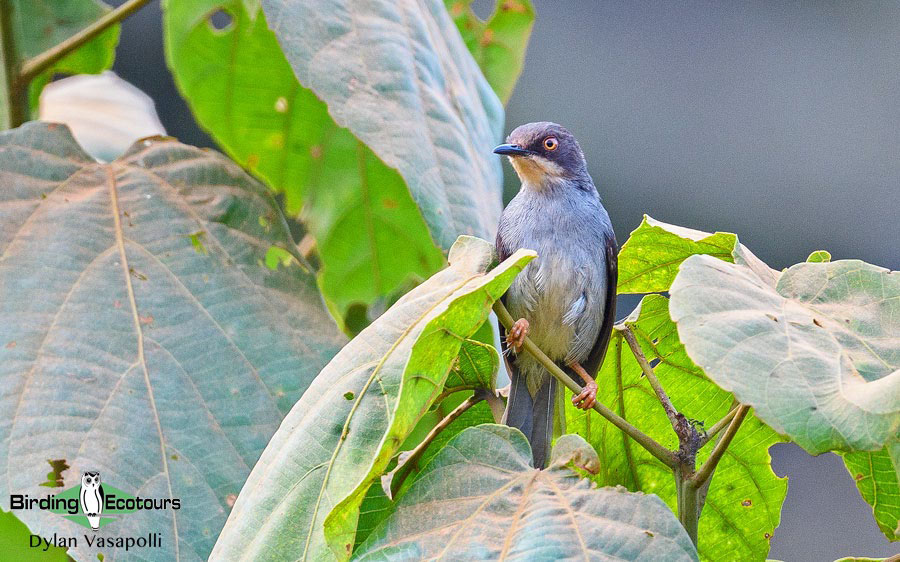 Gabon birding tours