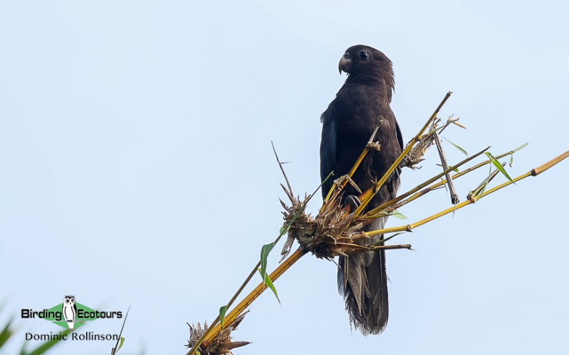 Image of Lesser Vasa Parrot.