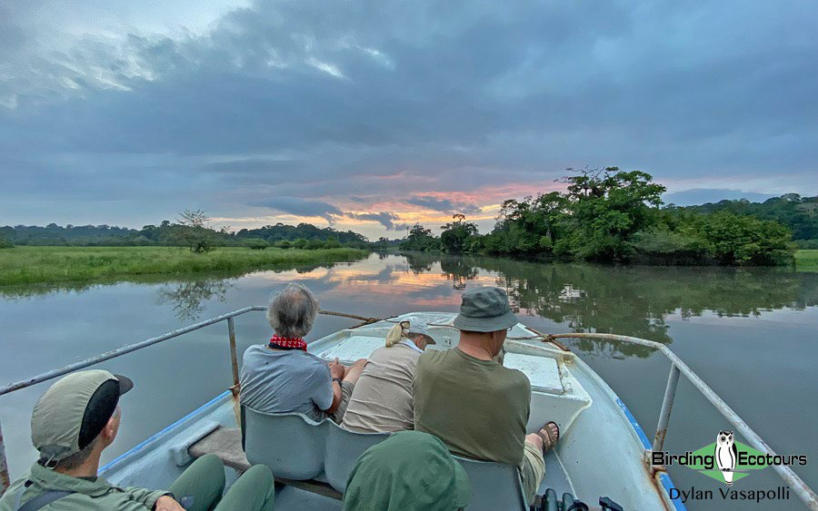 Gabon birding tours