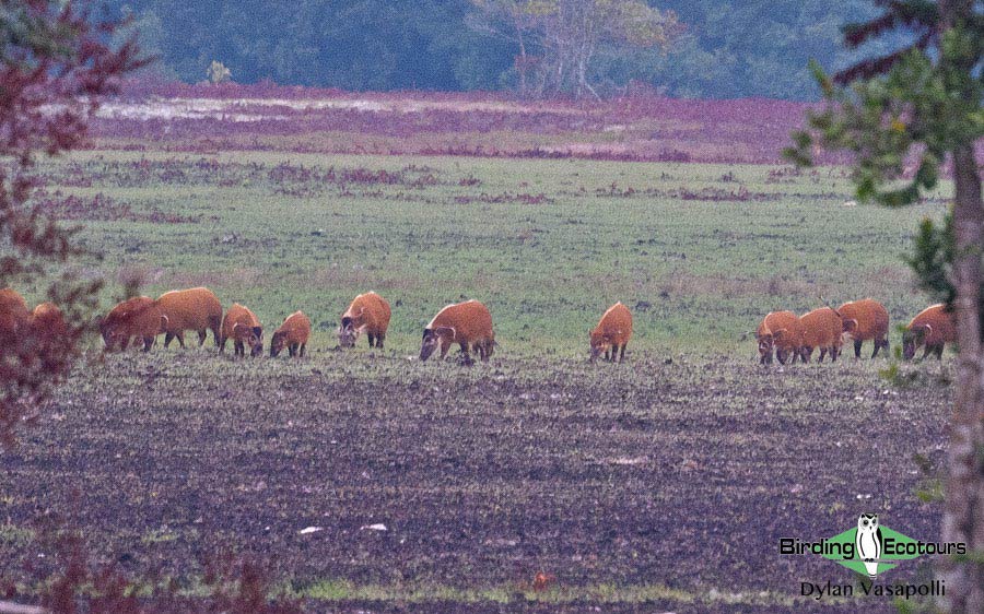 Gabon birding tours