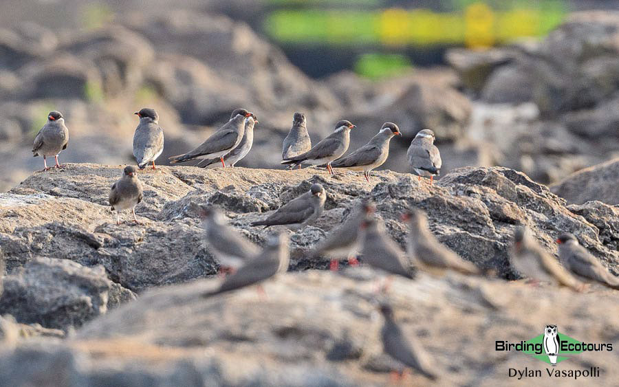 Gabon birding tours