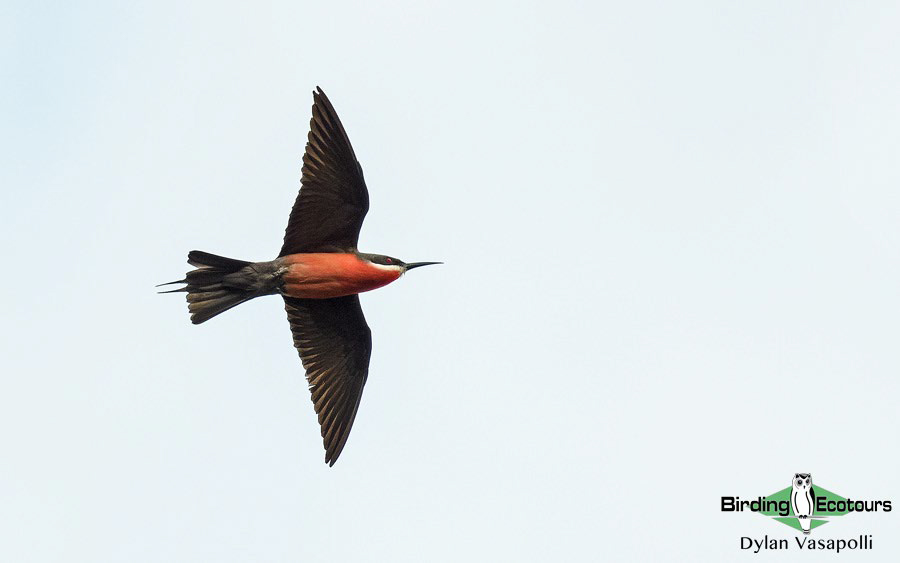 Gabon birding tours