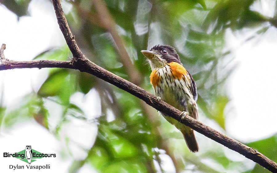 Gabon birding tours