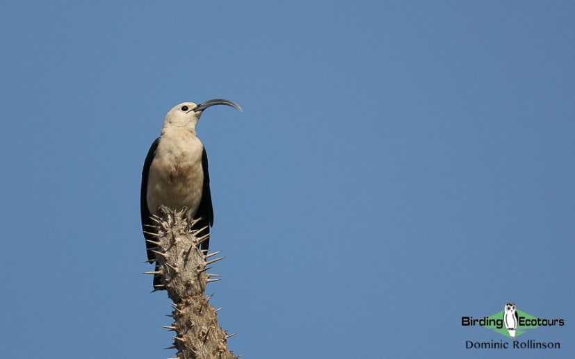 Image of Sickle-billed Vanga.