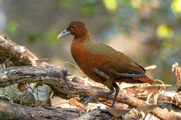 Madagascar birding tours