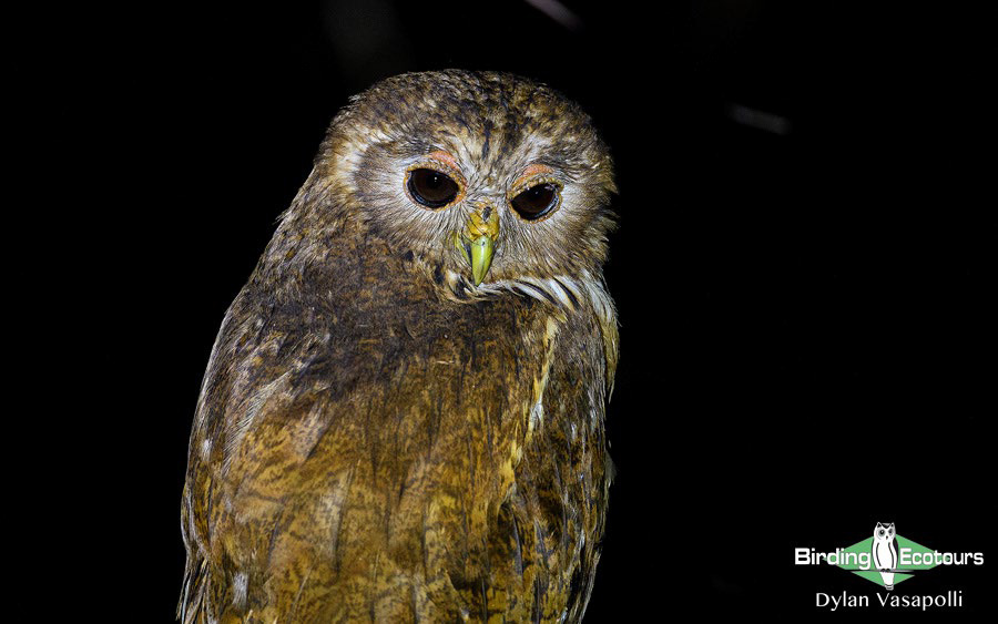 Gabon birding tours