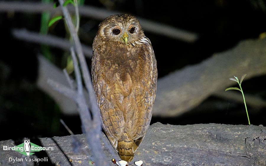 Gabon birding tours