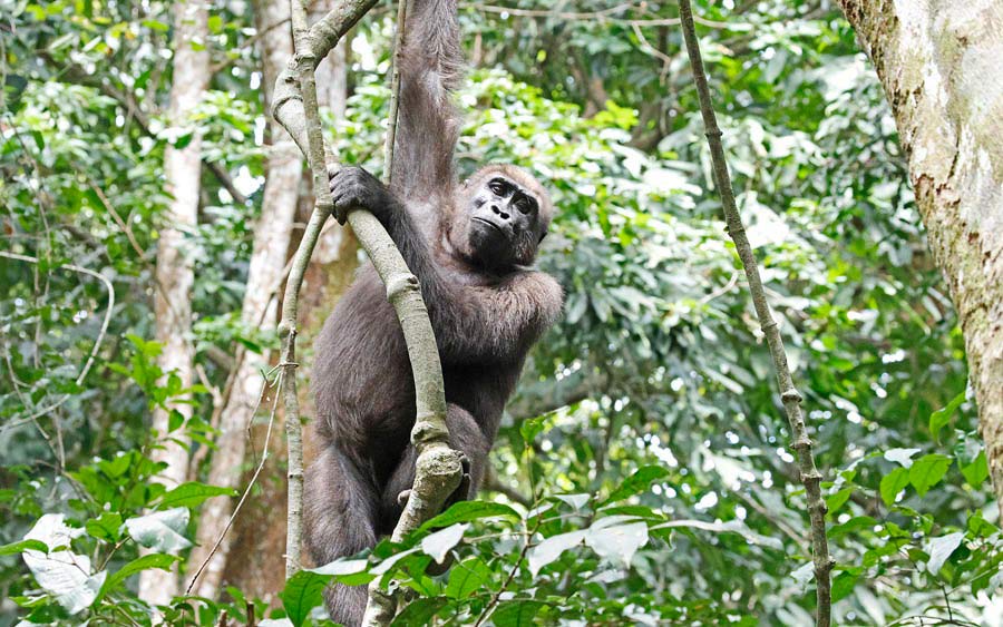 Gabon birding tours