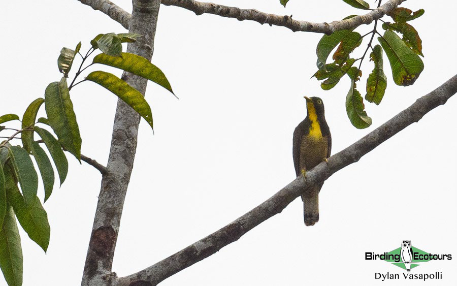 Gabon birding tours