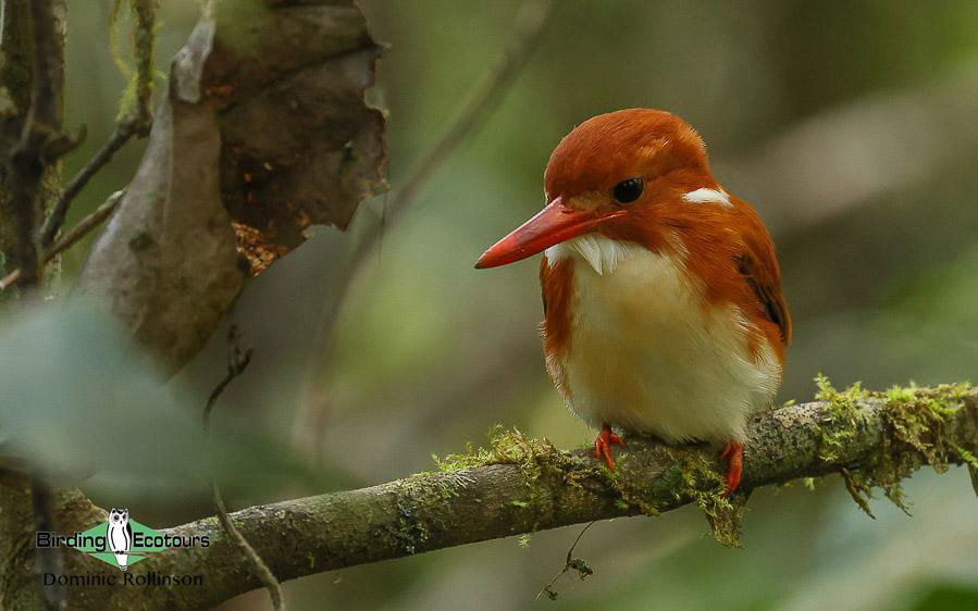 Birdwatching Holidays